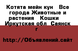 Котята мейн кун - Все города Животные и растения » Кошки   . Иркутская обл.,Саянск г.